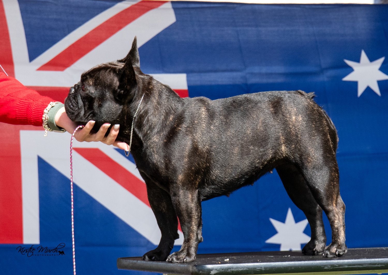 2024-adelaide-kc-shows-jan-26th-27th-galleries-dogs-2024