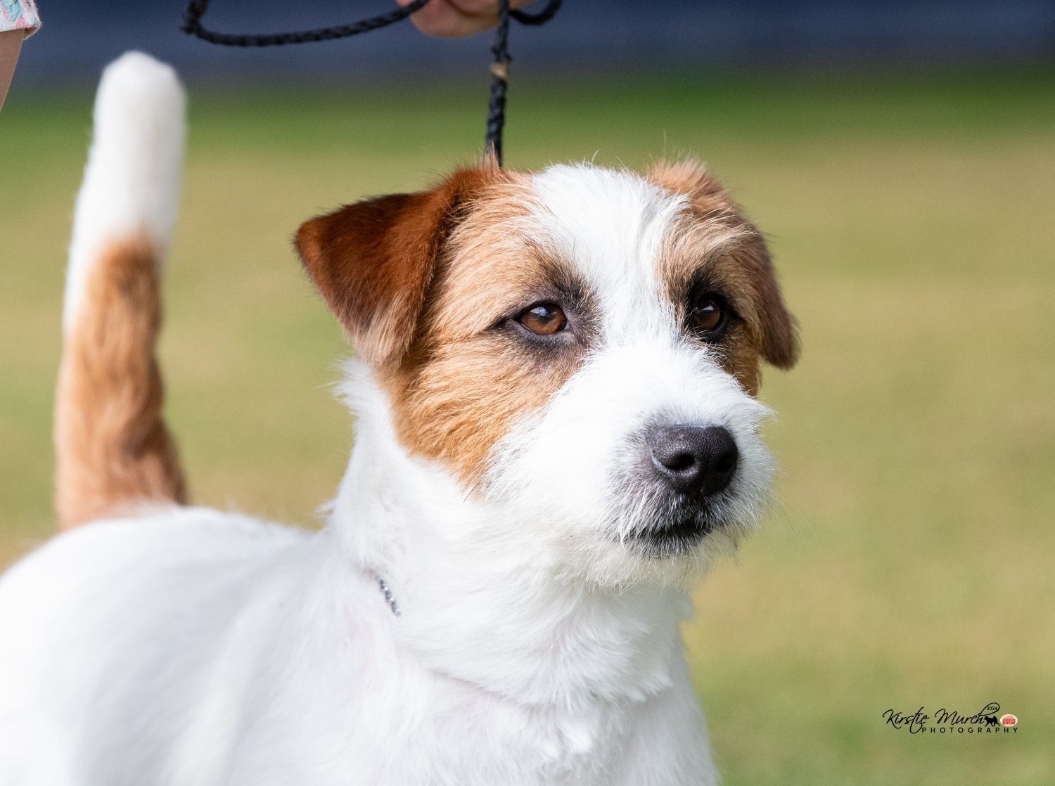 Galleries Dogs 2024 Kirstie Murch Photography Galleries Dogs 2024 Kirstie Murch Photography