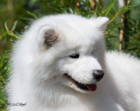 DOGS ~ 2025