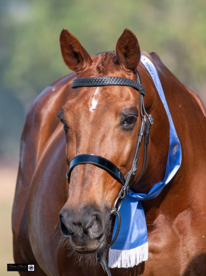 HORSES ~ 2025