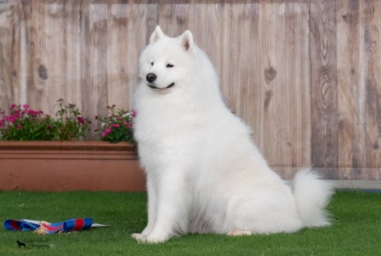 DOGS ~ 2026
