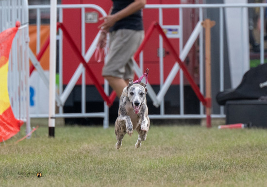 2026 LITCHFIELD RURAL SHOW - FAST PAWS